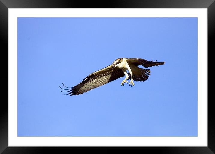 Poised to Attack!  Framed Mounted Print by Mike Dawson