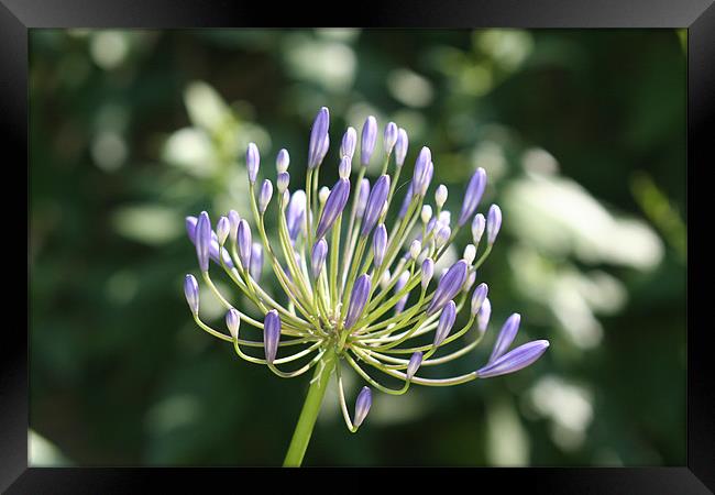 Awesome Agapanthus Framed Print by Rick Wilson