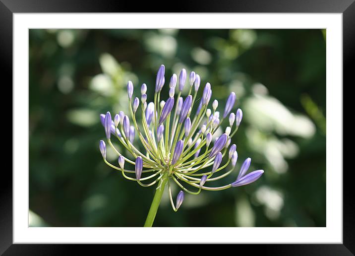 Awesome Agapanthus Framed Mounted Print by Rick Wilson