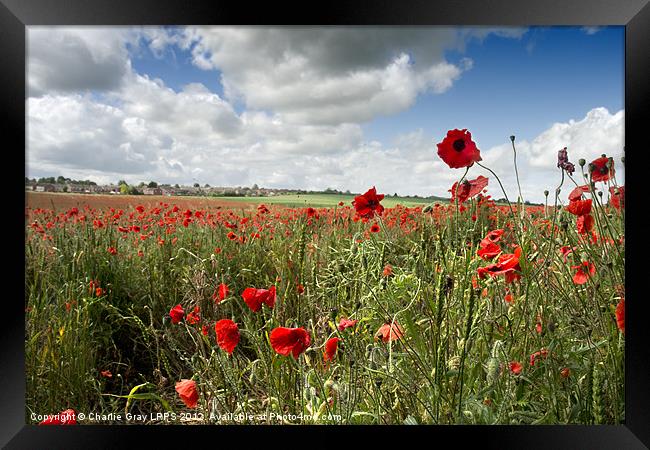 Poppies blowing in the wind Framed Print by Charlie Gray LRPS