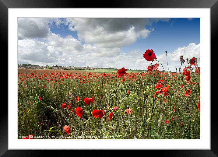 Poppies blowing in the wind Framed Mounted Print by Charlie Gray LRPS