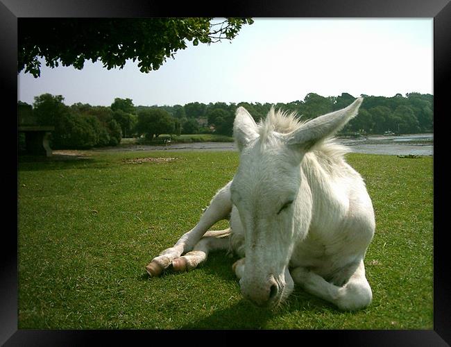 New Forest Donkey Framed Print by Matt Curties