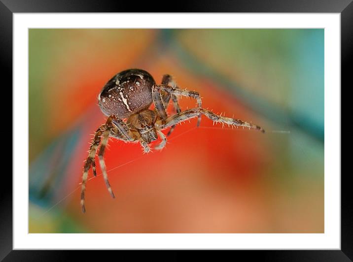 Spider Framed Mounted Print by Matt Curties