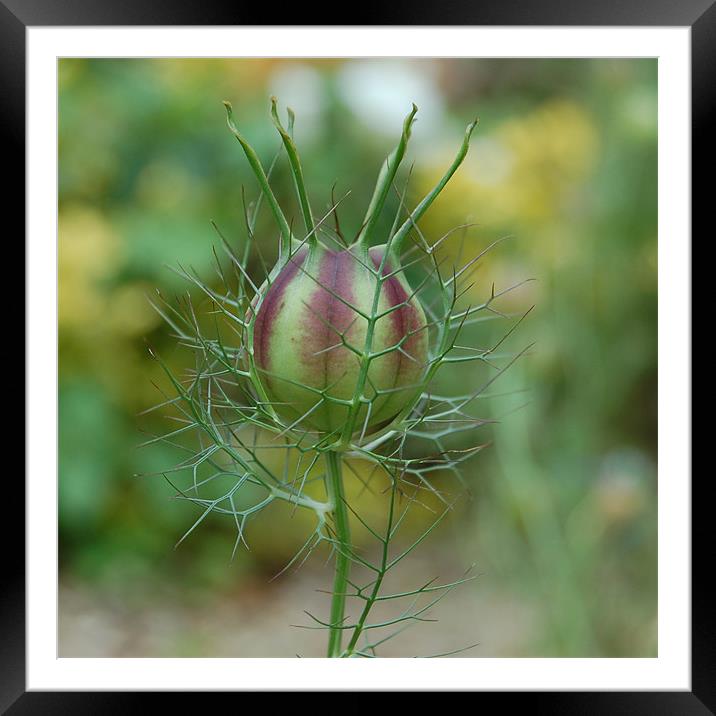 Love-In-A-Mist Bud Framed Mounted Print by Matt Curties