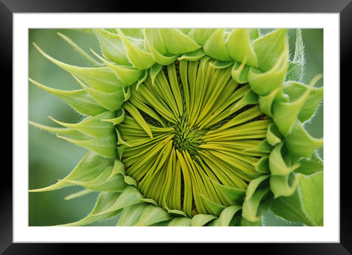 Sunflower Framed Mounted Print by Claire Gardner
