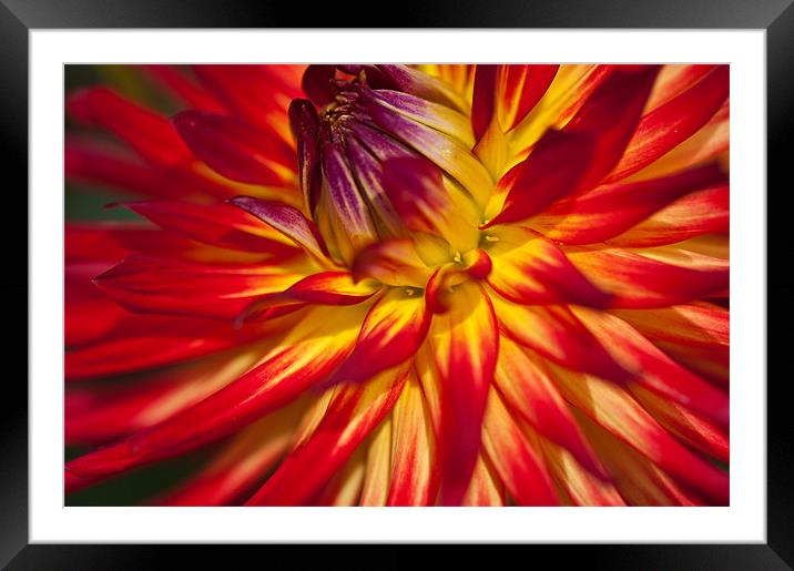 Dahlia Framed Mounted Print by Claire Gardner