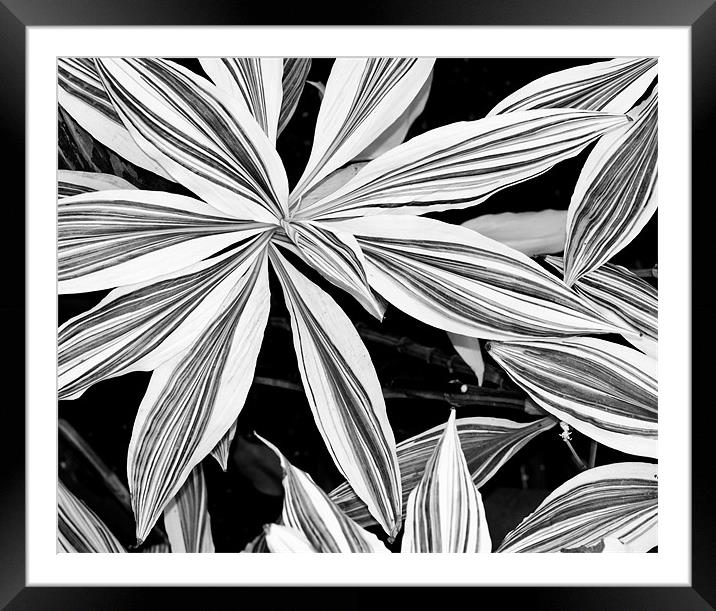 Leaves Framed Mounted Print by Claire Gardner