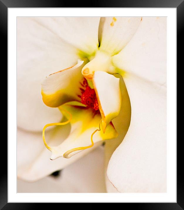 Orchid 1 Framed Mounted Print by Claire Gardner
