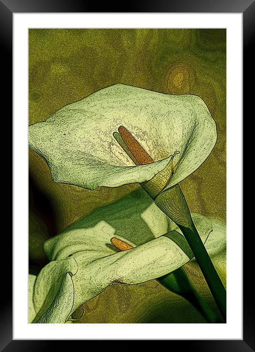 Green Lilies Framed Mounted Print by Claire Gardner