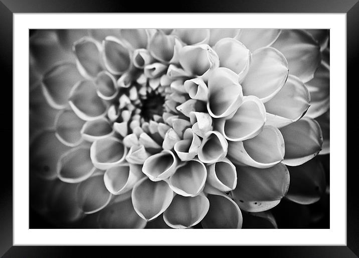 Petals Framed Mounted Print by Claire Gardner