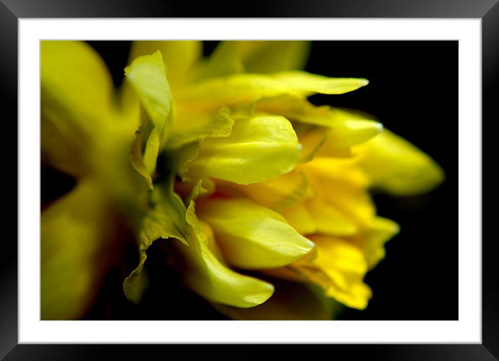 daffodil Framed Mounted Print by rachael hardie