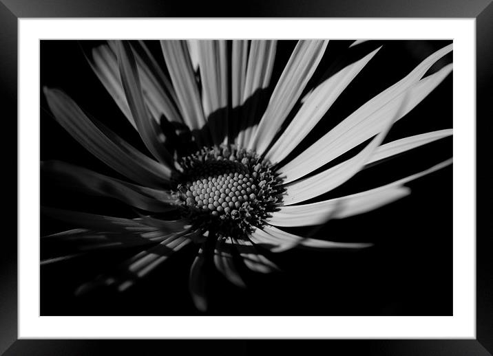 daisy Framed Mounted Print by rachael hardie