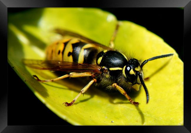 common wasp Framed Print by rachael hardie