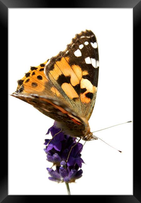 butterfly and lavender Framed Print by rachael hardie