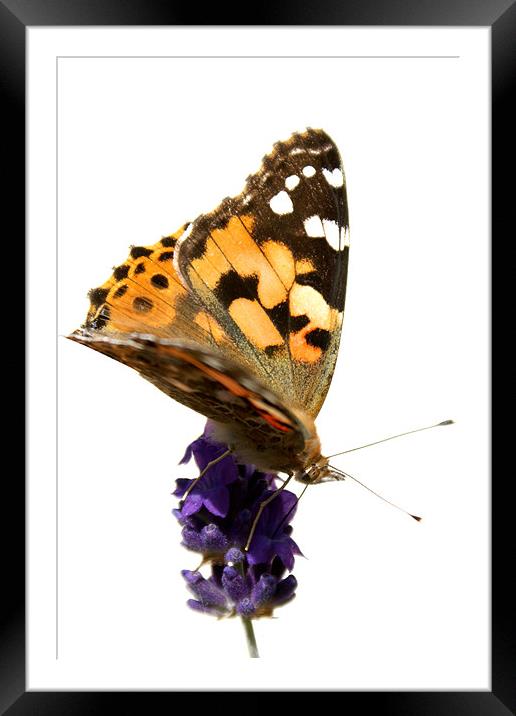 butterfly and lavender Framed Mounted Print by rachael hardie