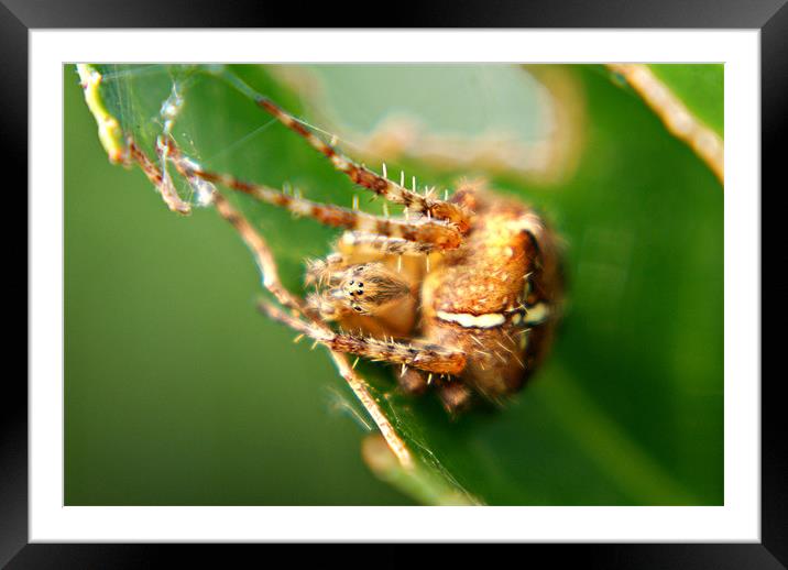 garden spider Framed Mounted Print by rachael hardie