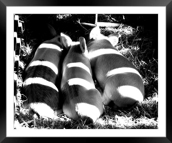3 little pigs Framed Mounted Print by rachael hardie