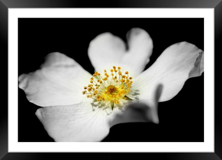 dog rose Framed Mounted Print by rachael hardie