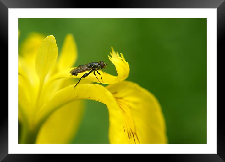 fly and iris Framed Mounted Print by rachael hardie