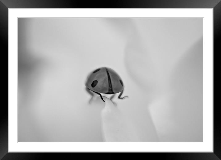 ladybird Framed Mounted Print by rachael hardie