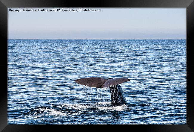 Whale dive Framed Print by Andreas Hartmann