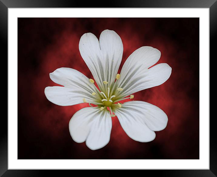 The flower 1 Framed Mounted Print by Andreas Hartmann