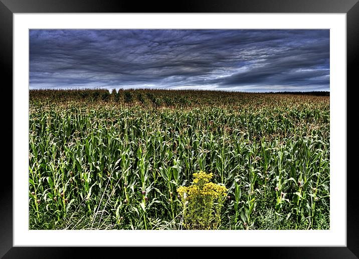 Cornfield Framed Mounted Print by Andreas Hartmann