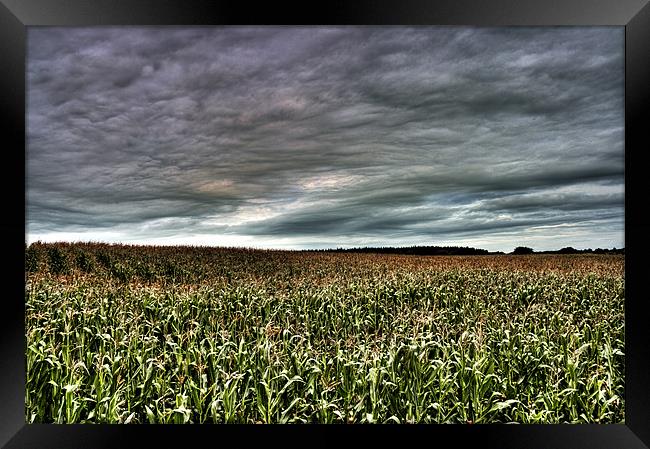 Cornfield Framed Print by Andreas Hartmann