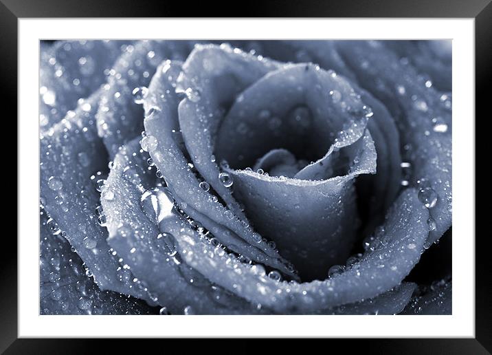 Frozen rose Framed Mounted Print by Andreas Hartmann
