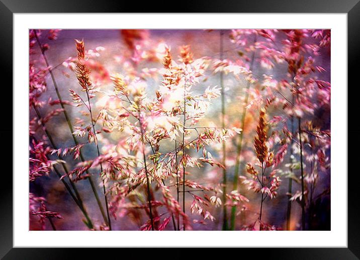 Lights In The Wind Framed Mounted Print by Amy Curties