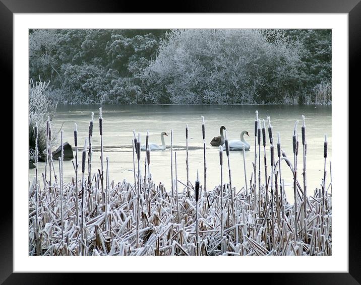 Winter swans on frozen lake Framed Mounted Print by Dave Wyllie