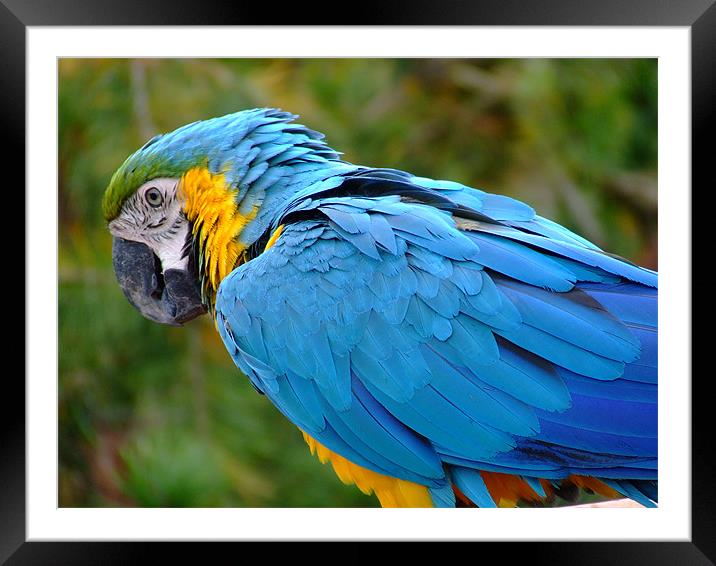 Parrot Framed Mounted Print by Dave Wyllie
