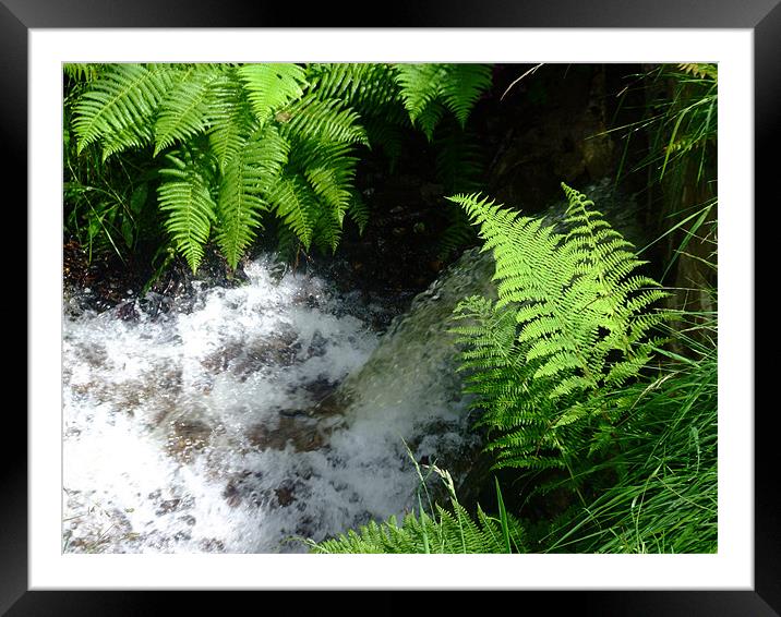 Forest Waterfall Framed Mounted Print by Dave Wyllie