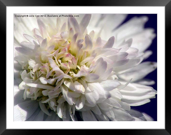 Beauty In The Centre Framed Mounted Print by Julie Coe