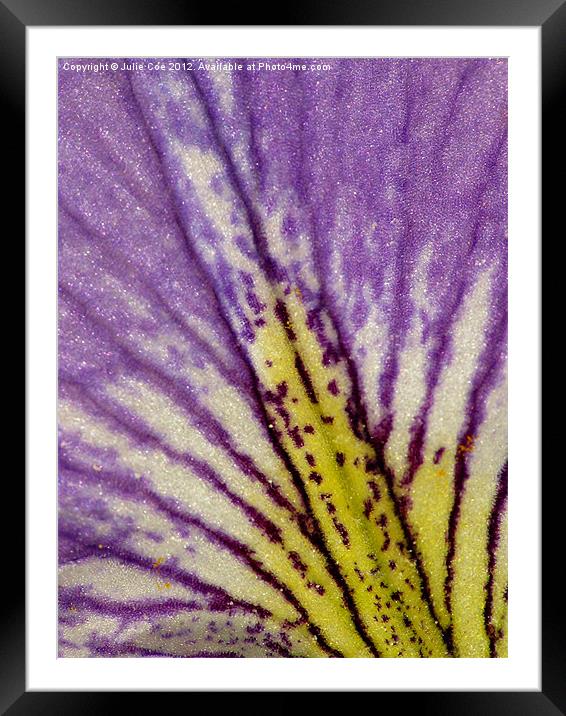Blood Iris Petal Framed Mounted Print by Julie Coe