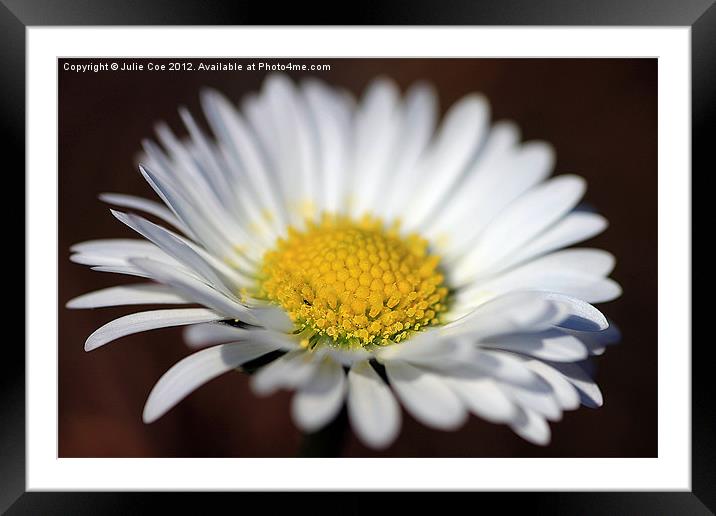 Daisy 2 Framed Mounted Print by Julie Coe