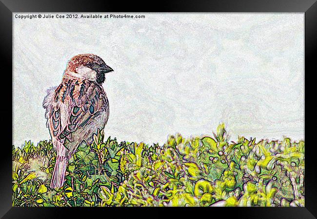 Sparrow - Landscape Version Framed Print by Julie Coe