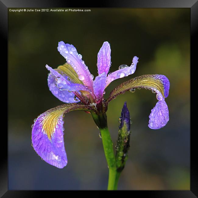 Purple Iris Framed Print by Julie Coe