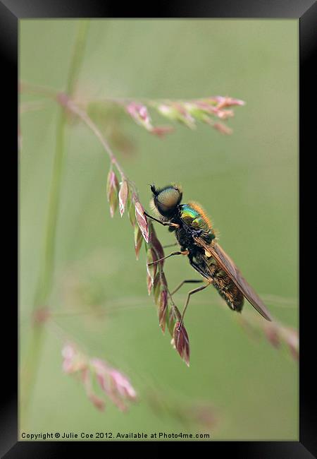 Green Soldier Fly Framed Print by Julie Coe