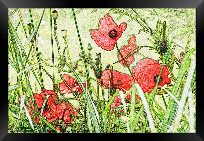 Poppies Framed Print by Julie Coe