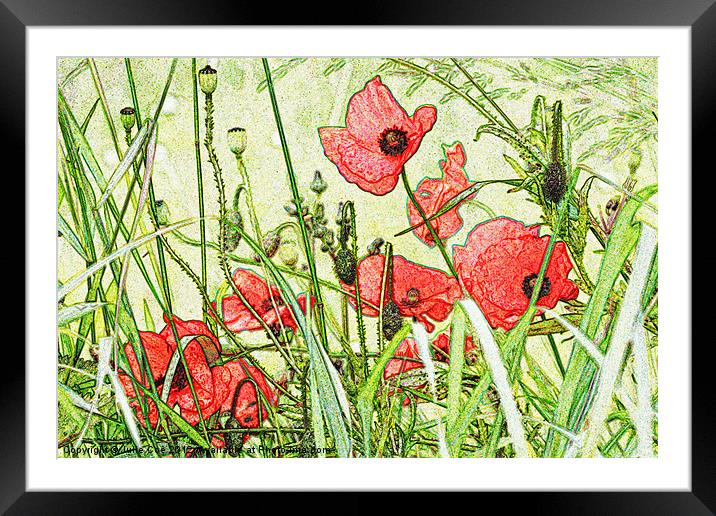 Poppies Framed Mounted Print by Julie Coe