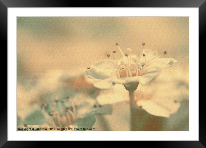 Spiraea Bush Flower Framed Mounted Print by Julie Coe