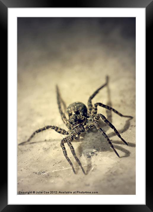 Wolf Spider Framed Mounted Print by Julie Coe