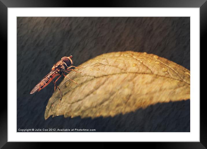 Hoverfly Framed Mounted Print by Julie Coe