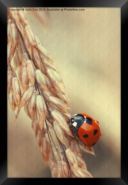 7 Spotted Ladybird Framed Print by Julie Coe