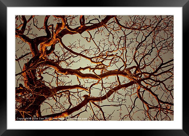 Tree Light Framed Mounted Print by Julie Coe