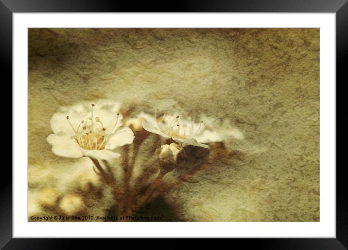 Flowers from a Spiraea Bush Framed Mounted Print by Julie Coe