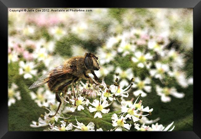 Drone Fly Framed Print by Julie Coe