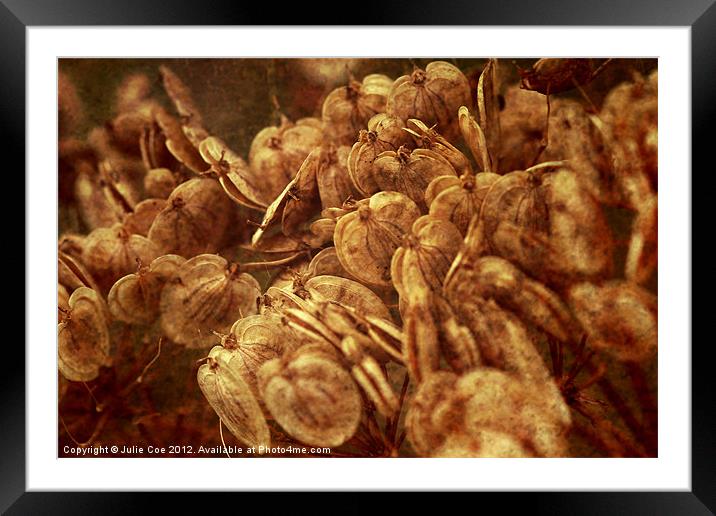 Cow Parsley Seeds Framed Mounted Print by Julie Coe