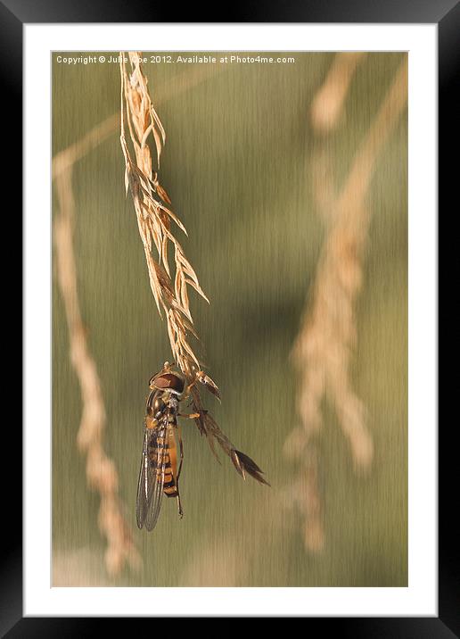 Hover Grass Framed Mounted Print by Julie Coe